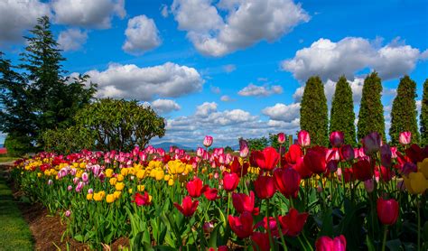 Download Cloud Sky Park Flower Nature Tulip HD Wallpaper