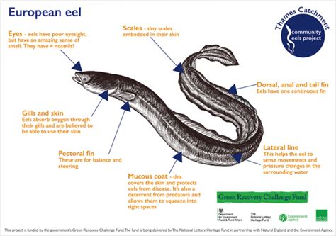 Eel Anatomy Sheet – Fill in the Missing Body Parts – Thames Rivers Trust