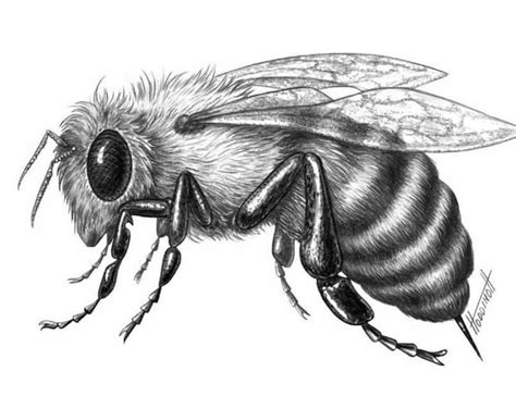 Cute Bee Drawing Realistic - art-puke