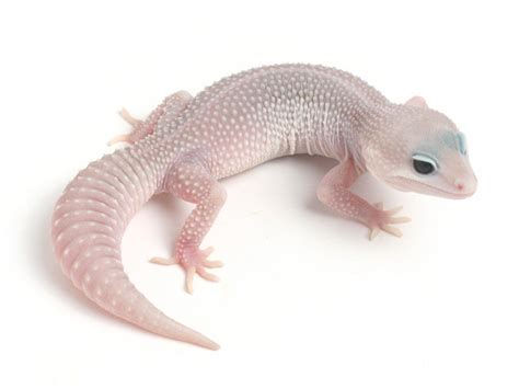 Patternless Super Snow het Las Vegas Albino Leopard Gecko - 053013 | Gecko Daddy