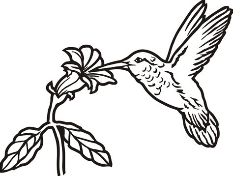 Hummingbird And Flower Drawing at GetDrawings | Free download