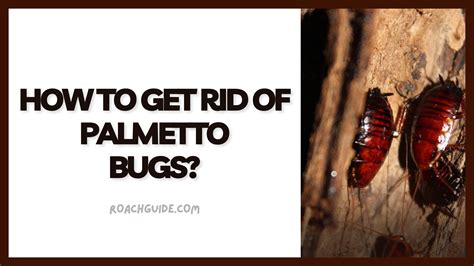 How to Get Rid of Palmetto Bugs? 5 Excellent Tips - The Cockroach Guide