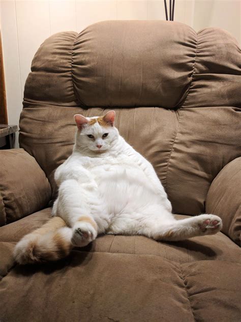 PsBattle: This white cat with orange tail and several orange spots sitting on a tan chair in a ...