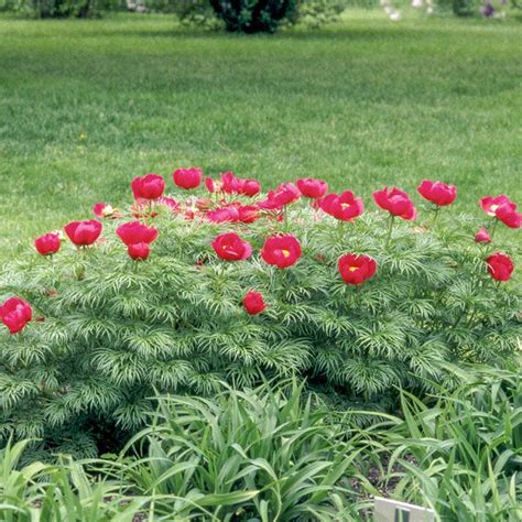 Fern Leaf Peony - Pahl's Market - Apple Valley, MN