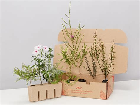 Plants In A Box | Gardening With Angus