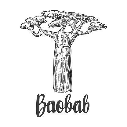 Baobab tree. Vector vintage engraved illustration on white ...