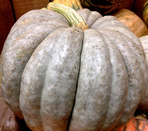 Blue Jarrahdale Pumpkin 15 Seeds - Decorative & Edible | eBay