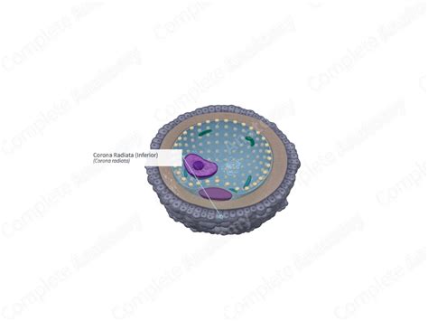 Corona Radiata (Inferior) | Complete Anatomy