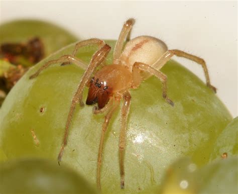 Grape spider, Sac spider | This little spider surprised me a… | Flickr