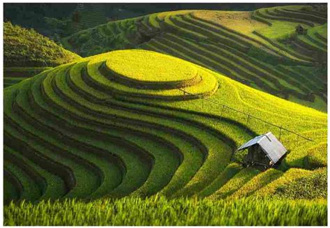 Terrace Farming And Its Top 13 Interesting Facts | Introduction, Practice, Terrace, Types ...