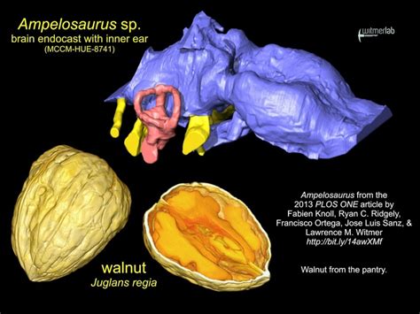 Walnut the True Measure of a Dinosaur’s Brain