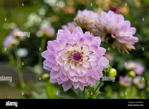 Beautiful pink dahlia in garden. A picture of the beautiful pink dahlia ...