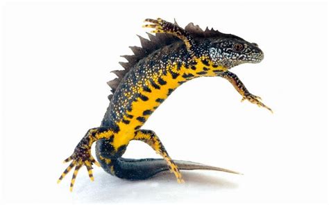 British Great Crested Newts | Wildcare