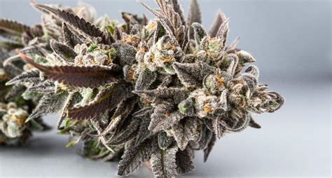 Everything you need to know about the Girl Scout Cookies weed strain | Grow