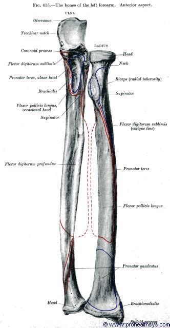 Radial Tuberosity - The radial tuberosity is located just distal to the ...