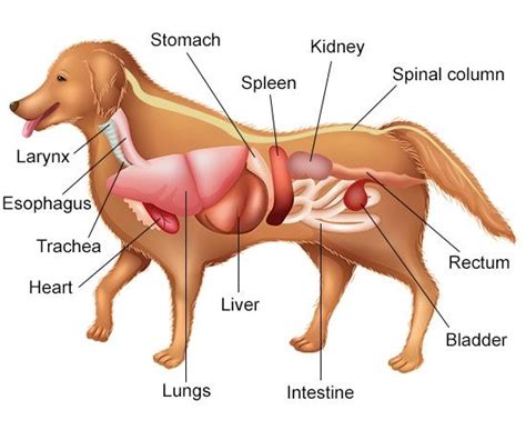 A Visual Guide to Understanding Dog Anatomy With Labeled Diagrams | Dog ...