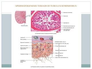 Spermatogenesis | PPT | Free Download