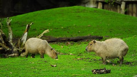 Video of Capybara in zoo 29839583 Stock Video at Vecteezy