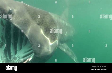 Basking shark mouth Stock Videos & Footage - HD and 4K Video Clips - Alamy