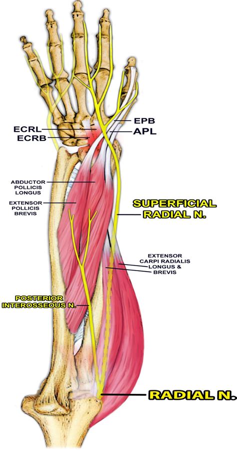 Figure 3 from Extensor Carpi Radialis brevis: Review of Anatomy and Clinical Significance to ...