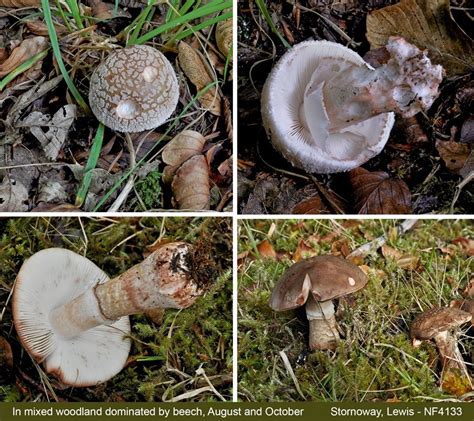 Amanita rubescens var. rubescens Fungus Species