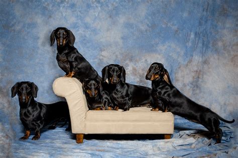 Hialeah Standard Smooth Dachshunds Has Puppies For Sale On AKC PuppyFinder | Akc, Dachshund ...