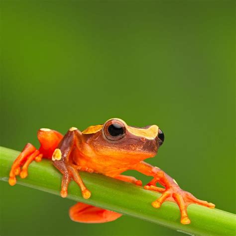 Frog Habitat Facts With Stunning Pictures of Their Dwellings | Tree ...