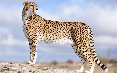 Wallpapers Of Cheetah - Wallpaper Cave