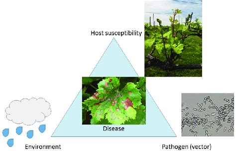 Disease triangle adapted with permission from Agrios [9], pictures ...