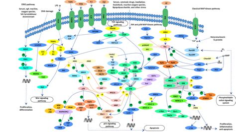 MAPK signaling pathway - Cusabio