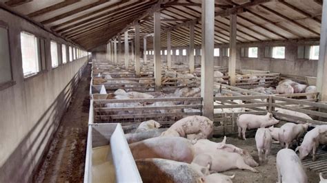 Pig Farms Can Control When You Get the Flu – Mother Jones