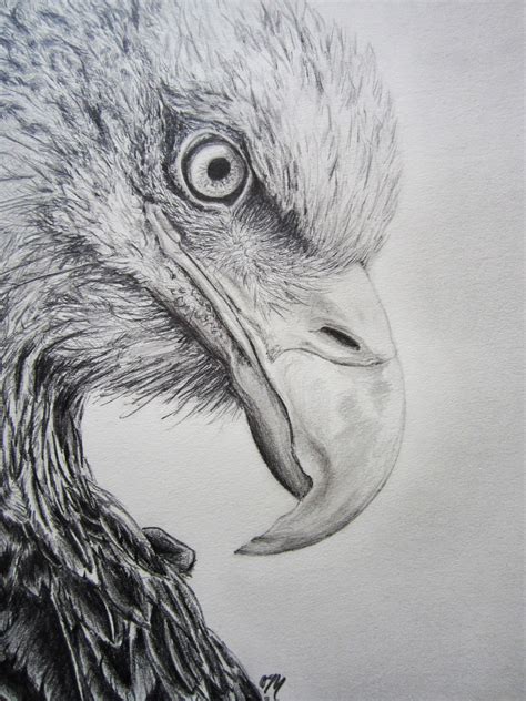 eagle pencil drawing | Eagle drawing, Epic drawings, Drawings