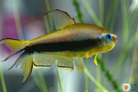 17 Emperor Tetra Tank Mates For Your Beautiful Tank