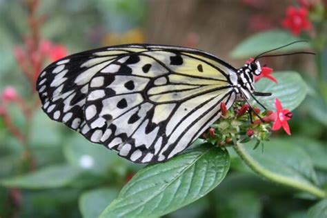 Butterfly Garden for Raising Eco Friendly Kids