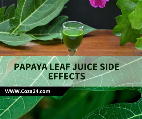 Papaya Leaf Juice Side Effects & Fact You Should For Health Benefit - Coza24