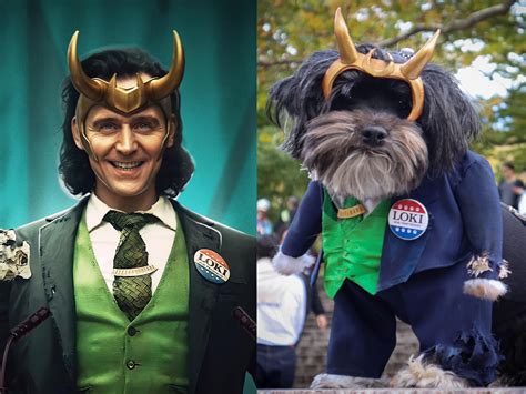 Loki Dog Cosplay: Loki for | Cat hammock, Loki dog, Halloween contest