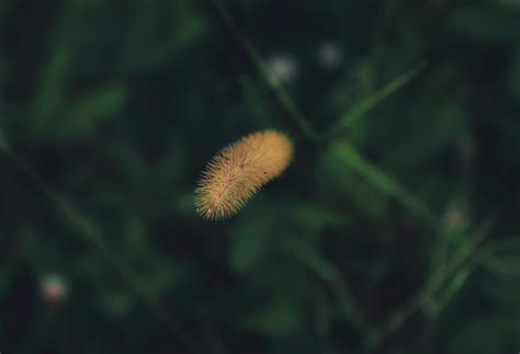 Grass in Sunlight · Free Stock Photo