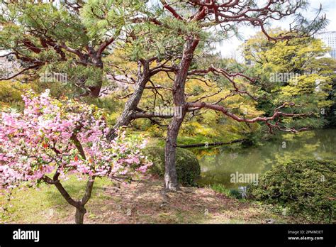 April 2023, Gyoen Park Shinjuku Tokyo, cherry blossoms in bloom around the lake area of the park ...