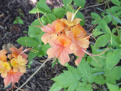 Tennessee State Flower Pictures - FLOWER GARDEN