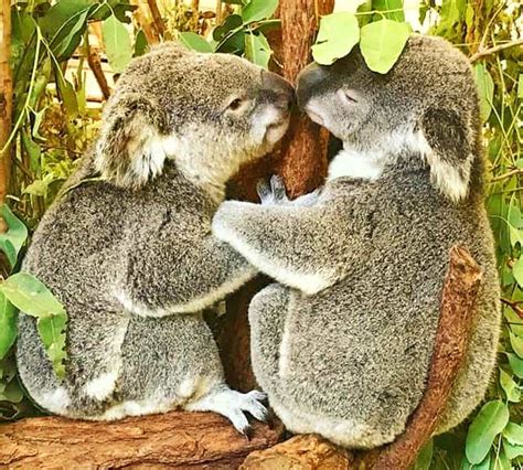 Koalas - Mating Season and Mating Months