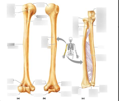 Humerus, radius, and ulna labeling Diagram | Quizlet