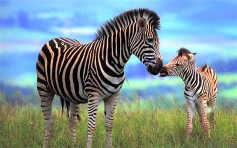 Zebra Mom and Her Foal Image - ID: 181215 - Image Abyss