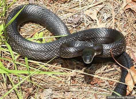 Species Spotlight: Rat Snakes (Elaphe obsoleta) | Outer Banks Coastal Life