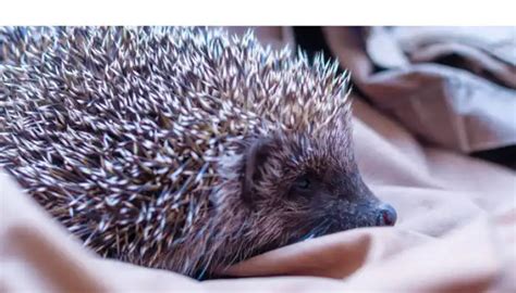 7 Creative Ideas to Repurpose Your Pet Hedgehog Quills – PetsBuilder