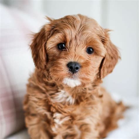 6 Best Cavapoo Breeders in Illinois!