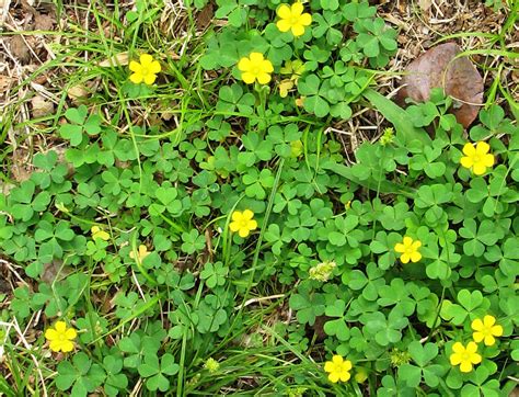 Oxalis - WeedAlert