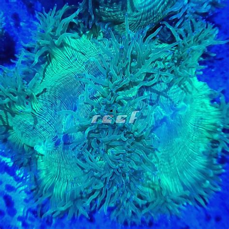 Large Elegance Coral | Reef Geeks