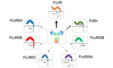 Regarding Fc Receptors – AB Biosciences