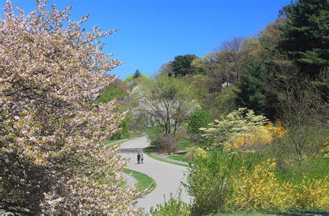 Arnold Arboretum in Spring Photograph by John Burk - Pixels