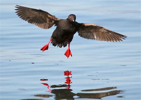 Pigeon Guillemot | Audubon Field Guide